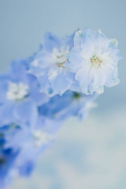 istock Beautiful blue delphinium flower 1138615105