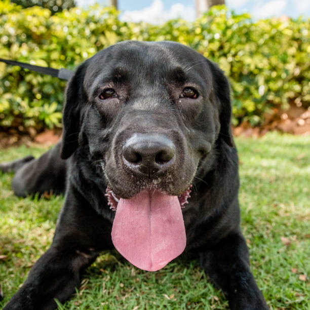 solo un cane - dog black labrador retriever animal nose foto e immagini stock