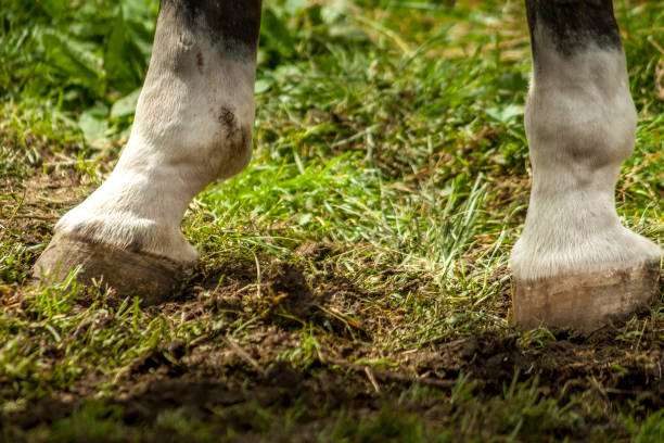 istock Horse legs in the grass 1138615691