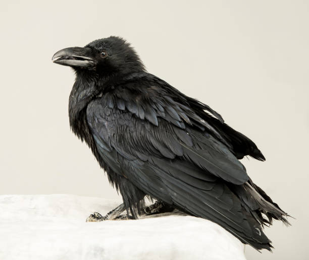 istock beautiful young black raven on a white background 1138617247