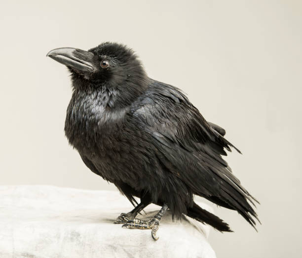 istock beautiful young black raven on a white background 1138617250