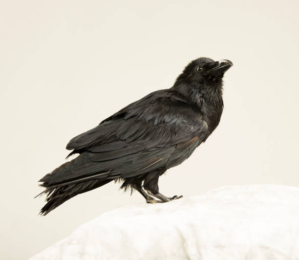 istock beautiful young black raven on a white background 1138617251