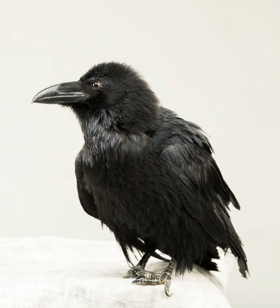 istock beautiful young black raven on a white background 1138617253