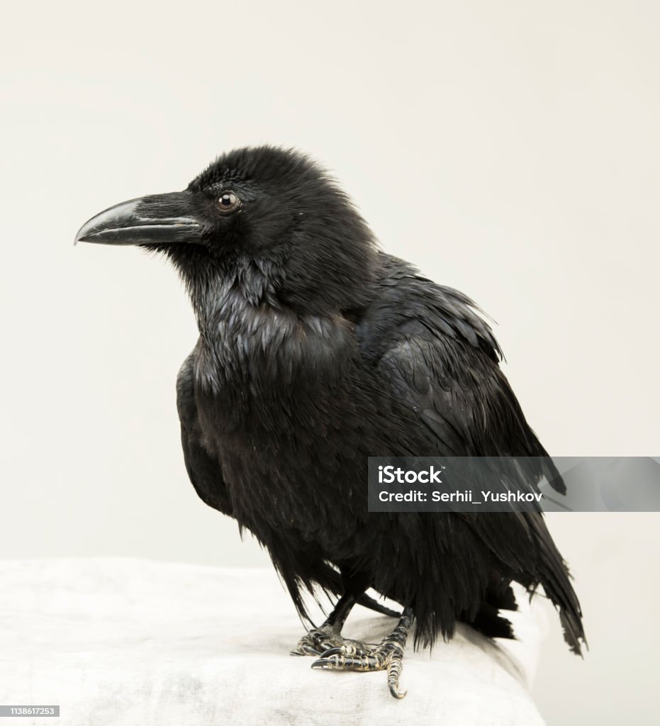Con quạ đen trẻ đẹp là một trong những loài chim hoang dã độc đáo và thiên về sống đơn độc. Tại sao không khám phá vẻ đẹp nguyên sơ của chúng qua ảnh và trải nghiệm giây phút yên bình và tĩnh lặng.