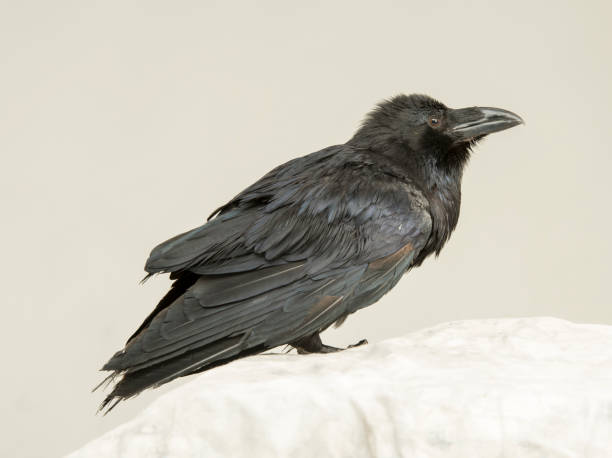 istock beautiful young black raven on a white background 1138617255