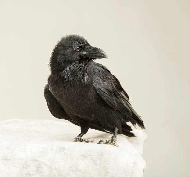 istock beautiful young black raven on a white background 1138617262