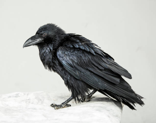 istock beautiful young black raven on a white background 1138617265