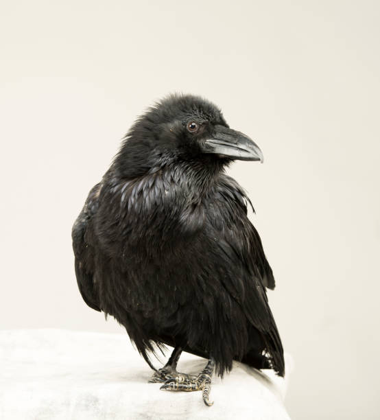 istock beautiful young black raven on a white background 1138617266