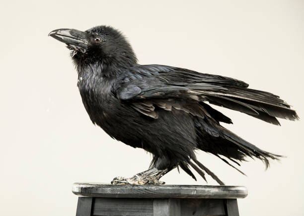 istock beautiful young black raven on a white background 1138617271