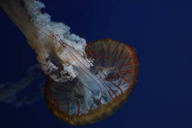 istock Beautiful Jellyfish in an aquarium 1138617415
