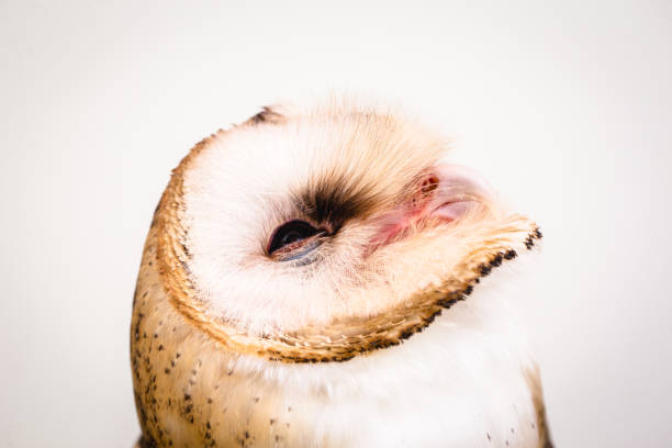 高品質のフクロウの写真、美しいフクロウの顔。ラプターのクローズアップ。 - owl awe bird close up ストックフォトと画像