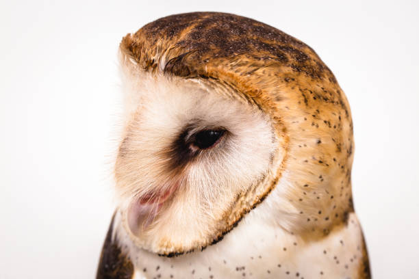 高品質のフクロウの写真、美しいフクロウの顔。ラプターのクローズアップ。 - owl awe bird close up ストックフォトと画像