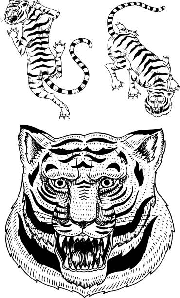 Japanese Tiger Tattoo Designs Drawings Illustrations, Royalty-Free Vector  Graphics & Clip Art - iStock