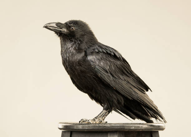 istock beautiful black raven sits on a white background in the studio 1138619578