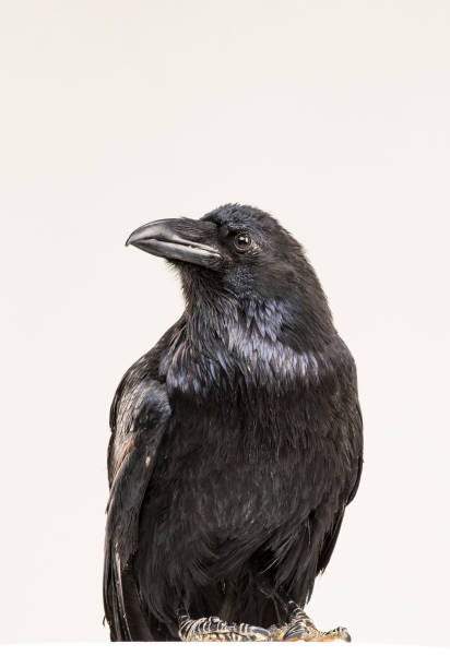 istock beautiful black raven sits on a white background in the studio 1138619589
