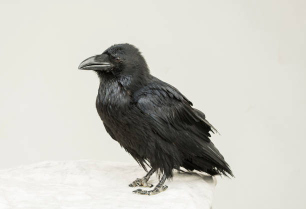 istock beautiful black raven sits on a white background in the studio 1138619593