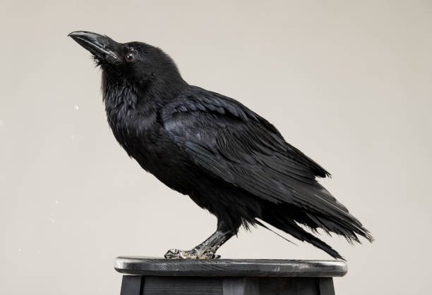 istock beautiful black raven sits on a white background in the studio 1138619594