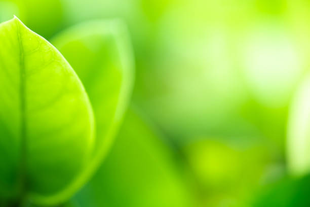 Close up beautiful view of nature green leaves on blurred greenery tree background with sunlight in public garden park. It is landscape ecology and copy space for wallpaper and backdrop. cerca de hermosas vistas de la naturaleza de las hojas verdes en el fondo del árbol de vegetación borrosa con la luz del sol en el parque público jardín. es la ecología del paisaje y el espacio de copia para fondo de pantalla y telón de fondo.