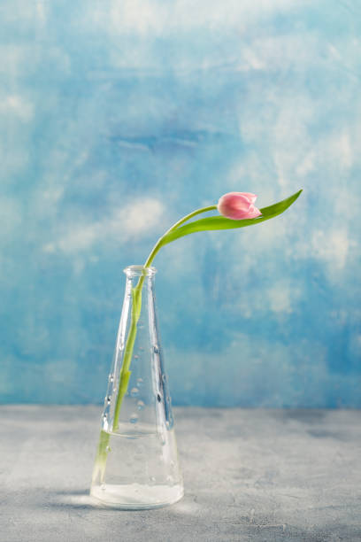 istock Bouquet of pink tulips 1138621020