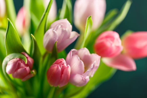 istock Bouquet of pink tulips 1138621037