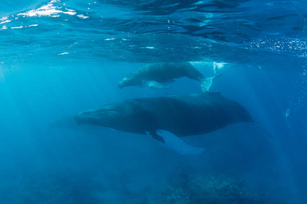 istock Whales Underwater in the Caribbean Sea 1138621079
