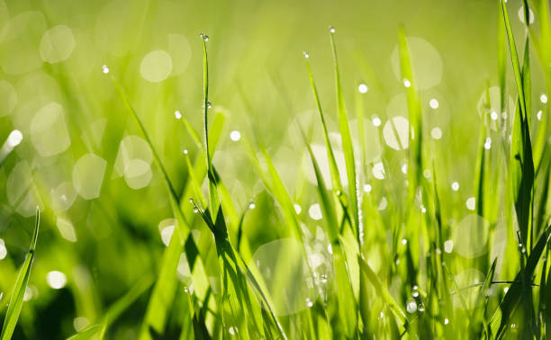 istock Background with green wet grass 1138622783