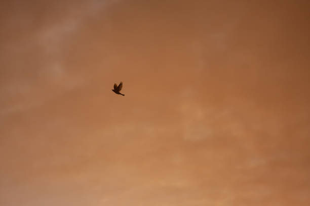 istock Silhouette of flying bird against colorful cloud 1138623241