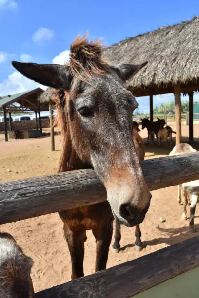 Stunning look directly into the face of an old horse.