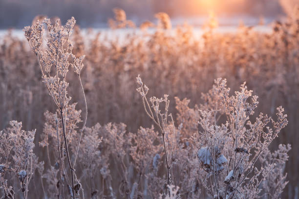 istock Frozen plant in sunlight at winter 1138623270