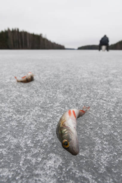 мертвая рыба на замерзшем озере льда - fish catch of fish catching dead animal стоковые фото и изображения