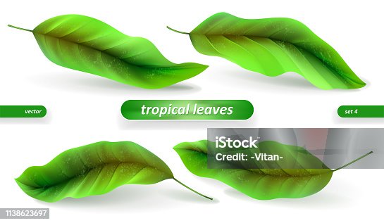 istock Realistic tropical leaves, leaf set isolated on white background. Vector illustrations, floral elements 1138623697
