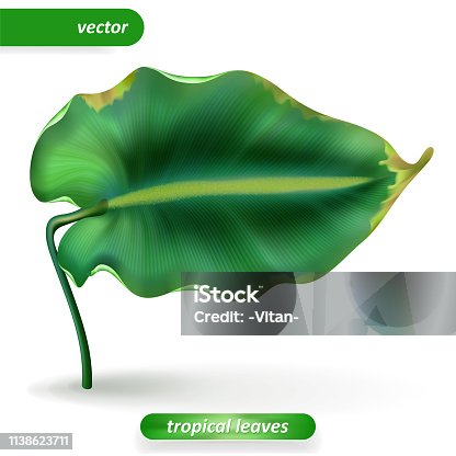 istock Realistic tropical leaves, Isolated on white background. Vector illustrations, floral elements 1138623711