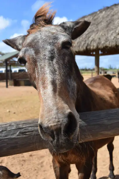 Up close look into the face of a brown horse.