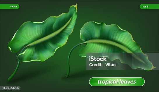 istock Tropical leaves, leaf set isolated on green background. Vector illustrations, floral elements. Eps10 1138623739
