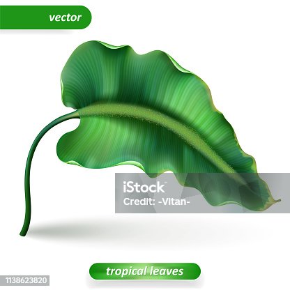 istock Realistic tropical leaves, Isolated on white background. Vector illustrations, floral elements. 1138623820