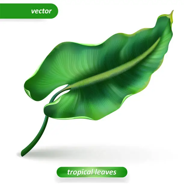 Vector illustration of Realistic tropical leaves, Isolated on white background. Vector illustrations, floral elements.