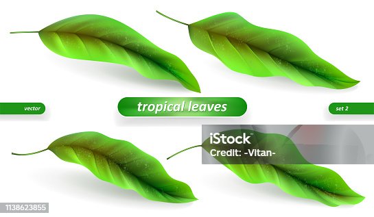 istock Realistic tropical leaves, leaf set isolated on white background. Vector illustrations, floral elements 1138623855