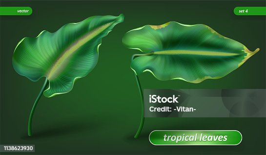 istock Tropical leaves, leaf set isolated on green background. Vector illustrations, floral elements. 1138623930