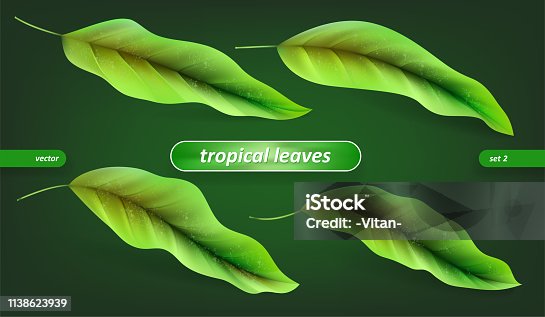 istock Tropical leaves, leaf set isolated on green background. Vector illustrations, floral elements 1138623939