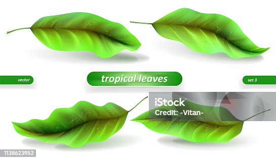 istock Realistic tropical leaves, leaf set isolated on white background. Vector illustrations, floral elements 1138623952
