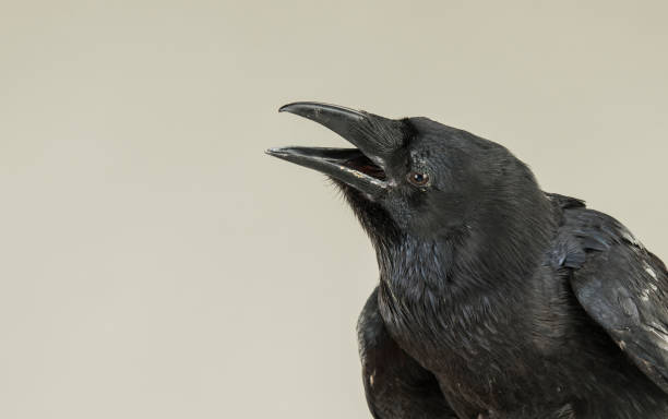 istock portrait of a screaming black crow 1138623979