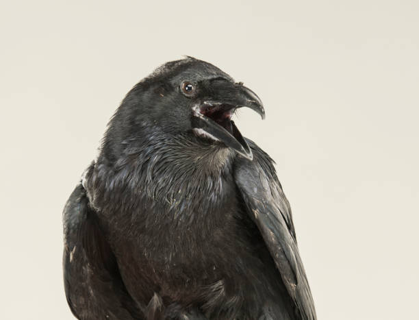 istock portrait of a screaming black crow 1138623980