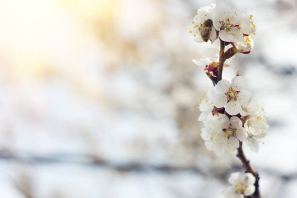 istock blooming sprigs of cherry in 1138627886