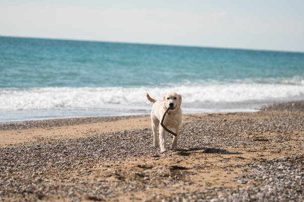 istock Golden retriever puppy playing at the beach 1138627997
