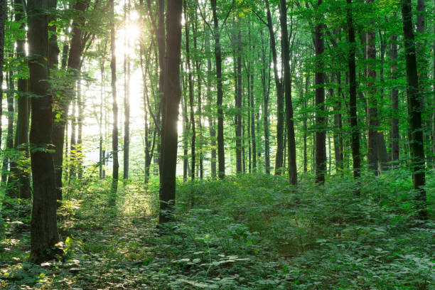 istock green Forest trees. nature green wood sunlight backgrounds 1138629064