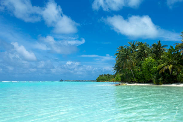 istock Maldives island with white sandy beach and sea 1138629072