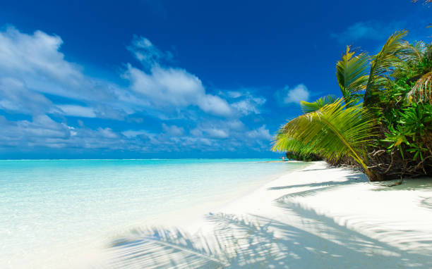 istock Maldives island with white sandy beach and sea 1138629081