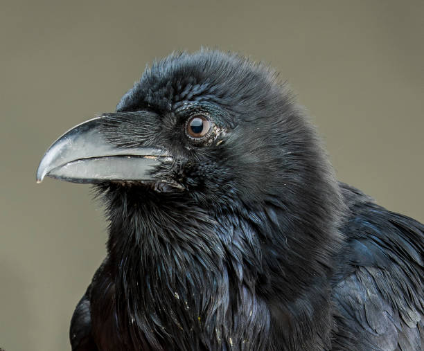 istock Black crow looking studio portrait on gray background 1138629188