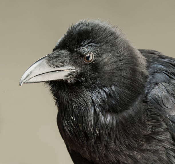 istock Black crow looking studio portrait on gray background 1138629193