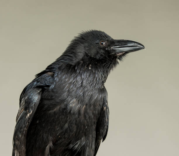istock Black crow looking studio portrait on gray background 1138629196